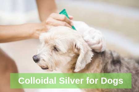Five Immune-Boosting Uses of Colloidal Silver