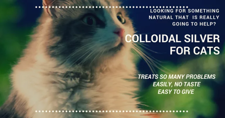 How to Administer Colloidal Silver to Cats