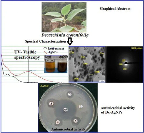 Biosynthesis of silver nanoparticles using leaf extract of Decaschistia crotonifolia