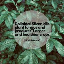 Colloidal Sliver kills plant fungus and producer larger and healthier crops